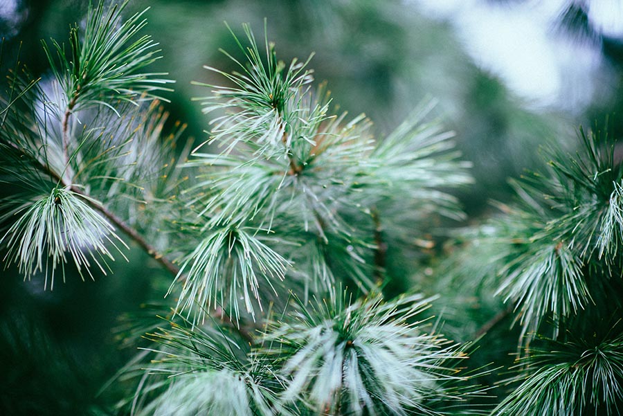 der tannenbaum